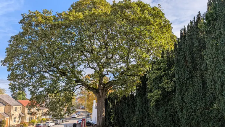 A mature oak with its lower canopy lifted clear of the road and nearby houses.